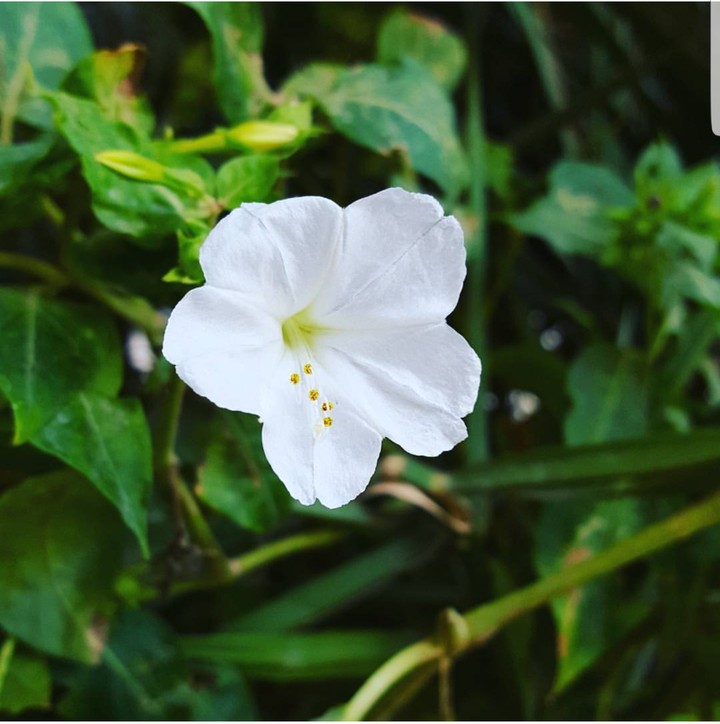 fleur de jasmin