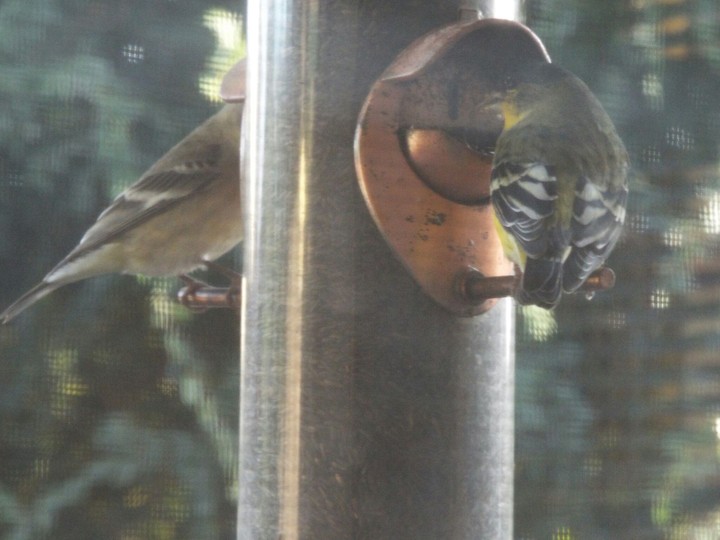 birdies