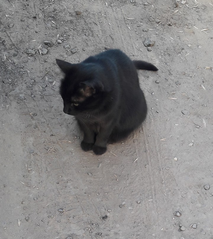 котик