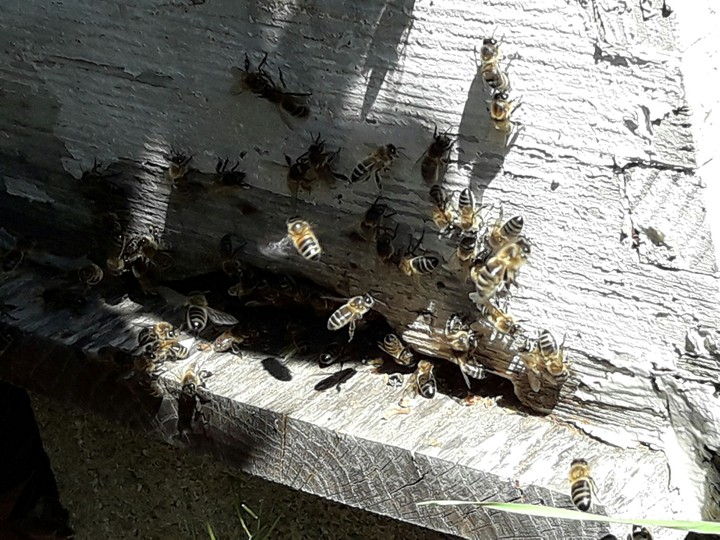 abeilles