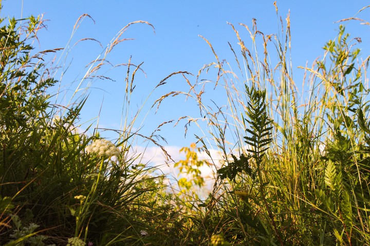 Grass on the slope