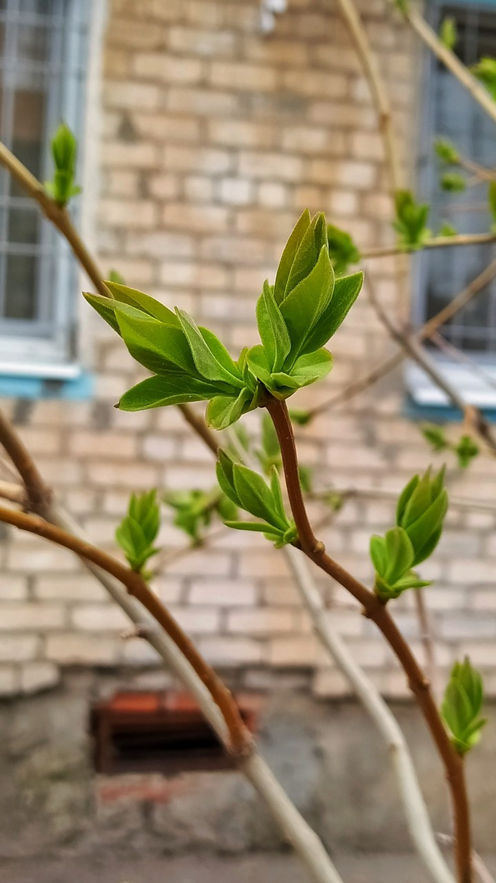 April bloom