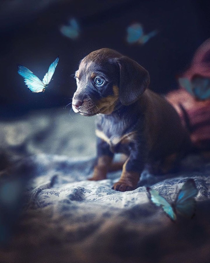Puppy