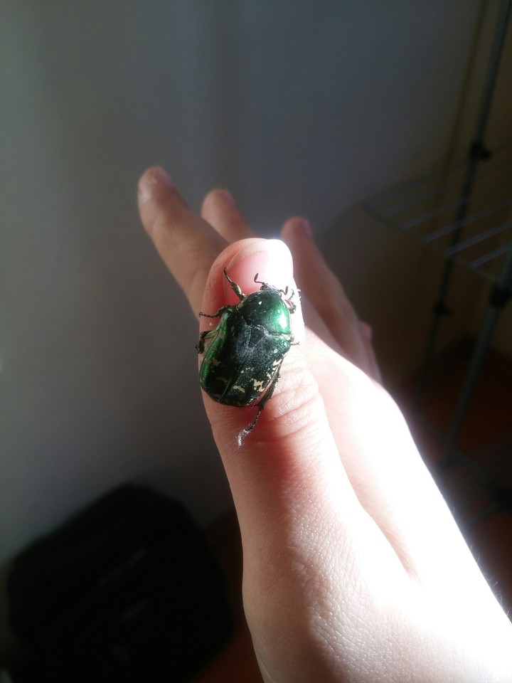 Maybug