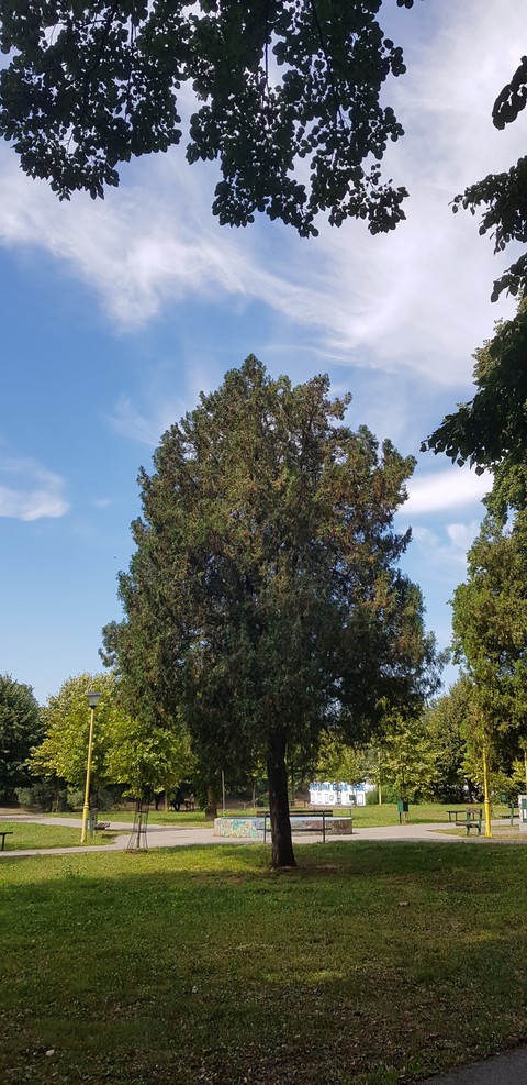 tree