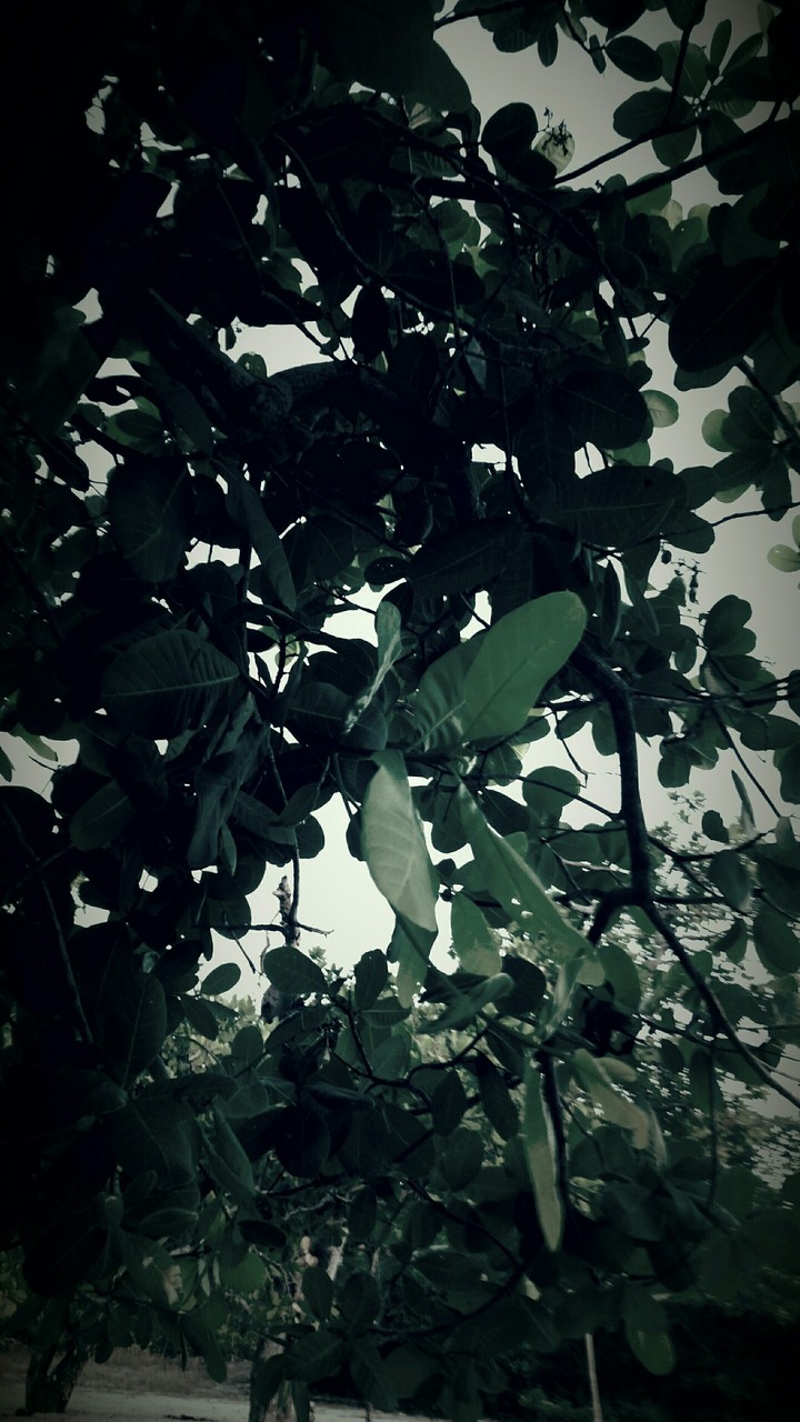 natureza
