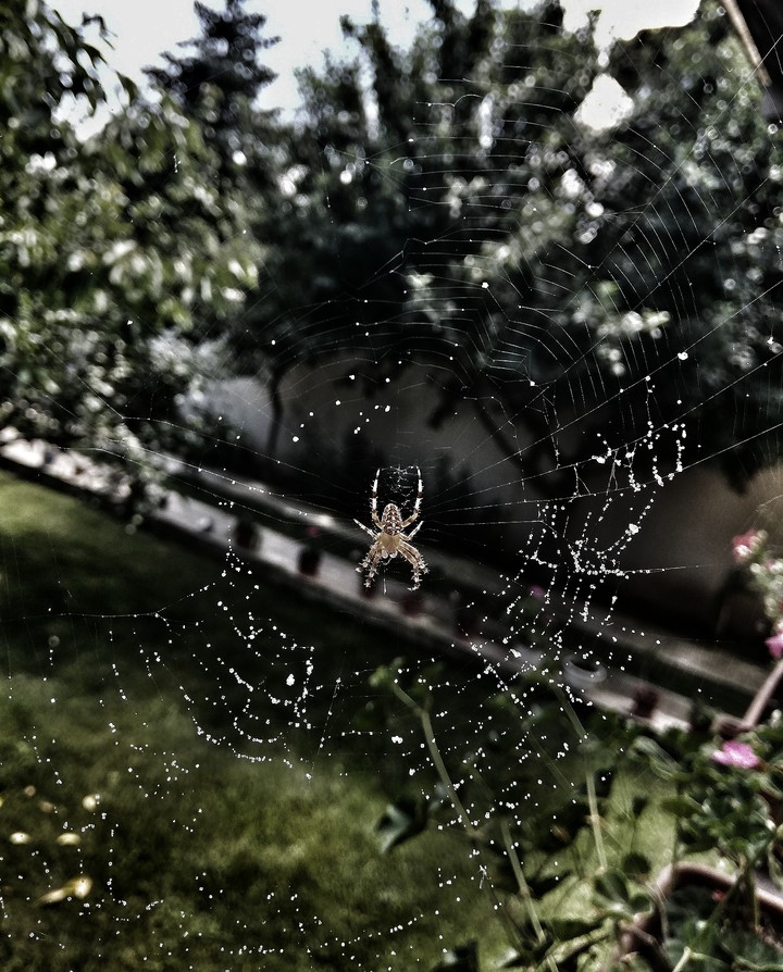 Little spider