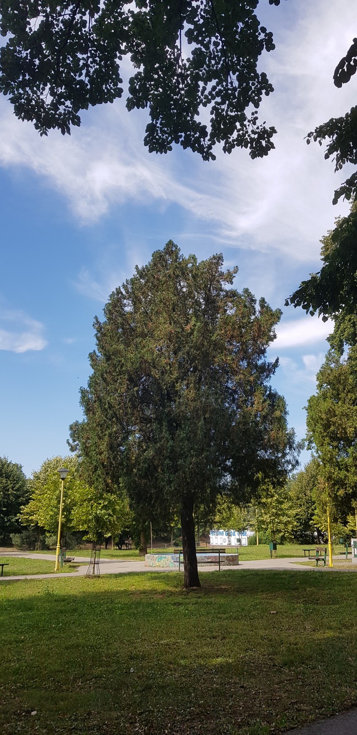 tree