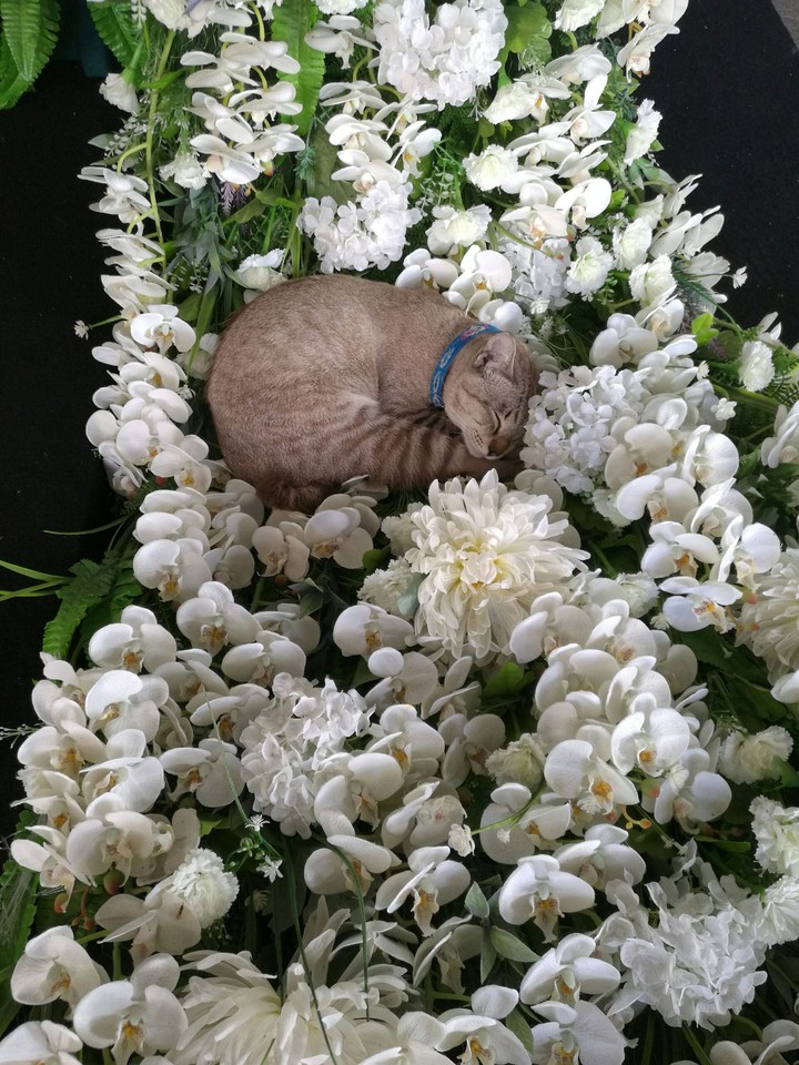 cat snap on the flower