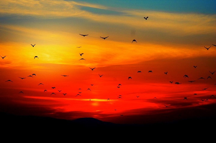 Birds of immigration