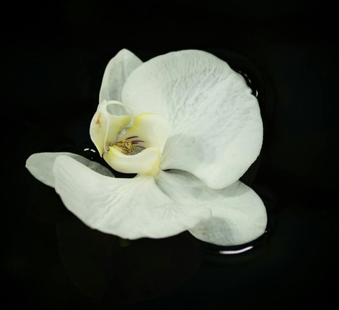 רקעים plant, flower