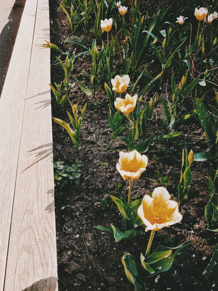 flower dream