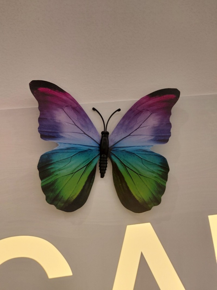 butterfly