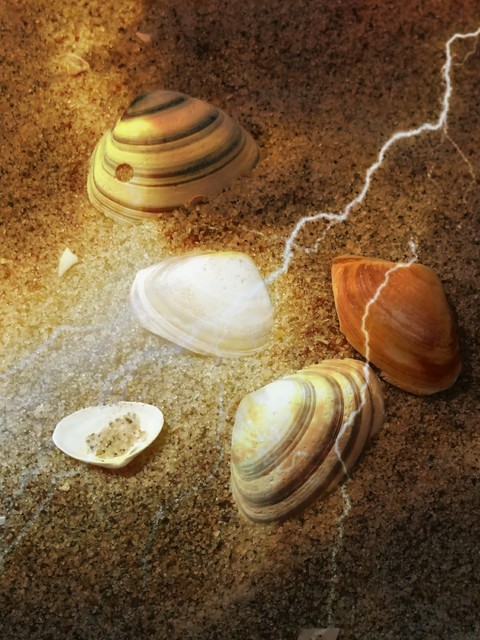 shells