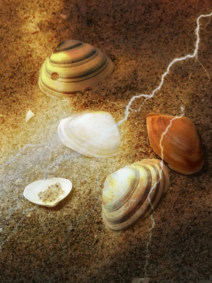 shells