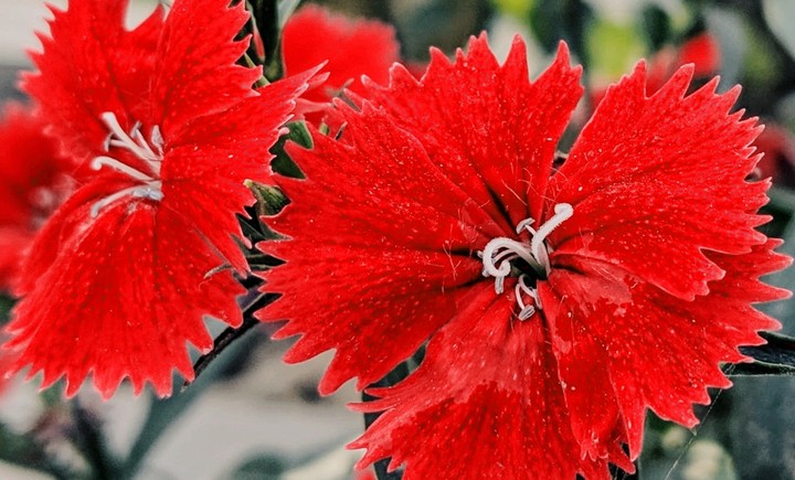 Flowers in my garden
