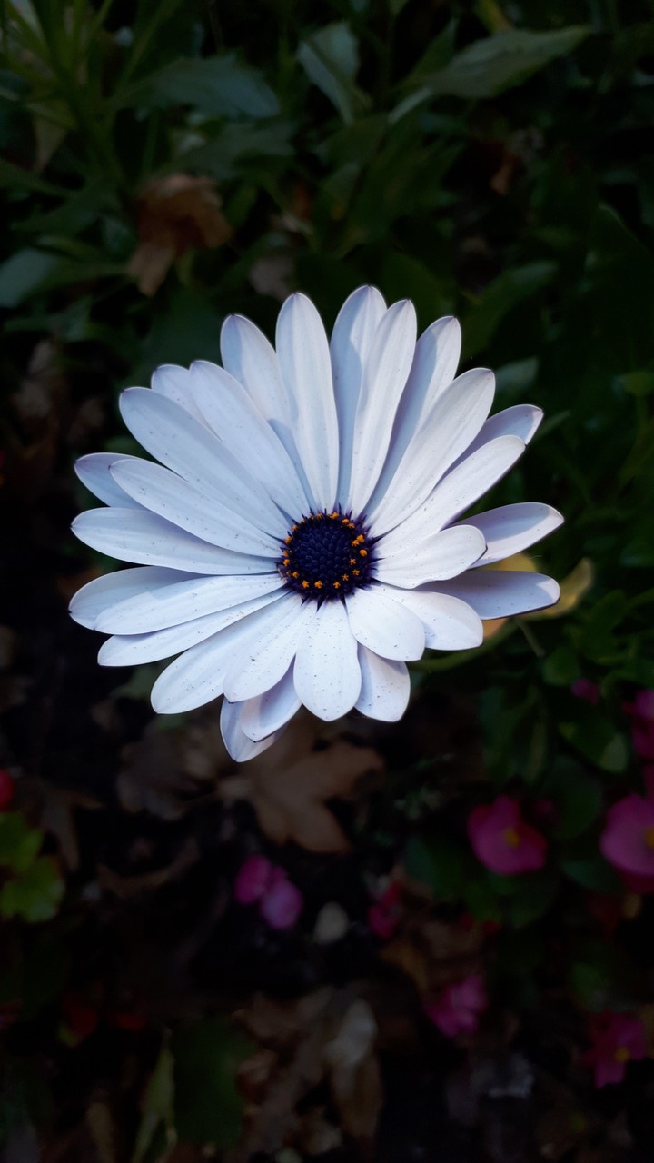 White Flower