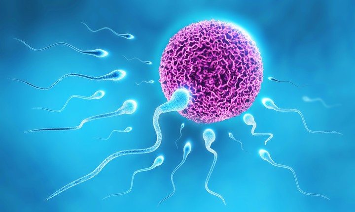 sperm