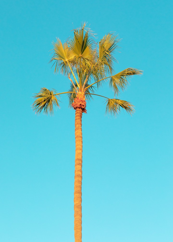 Palm