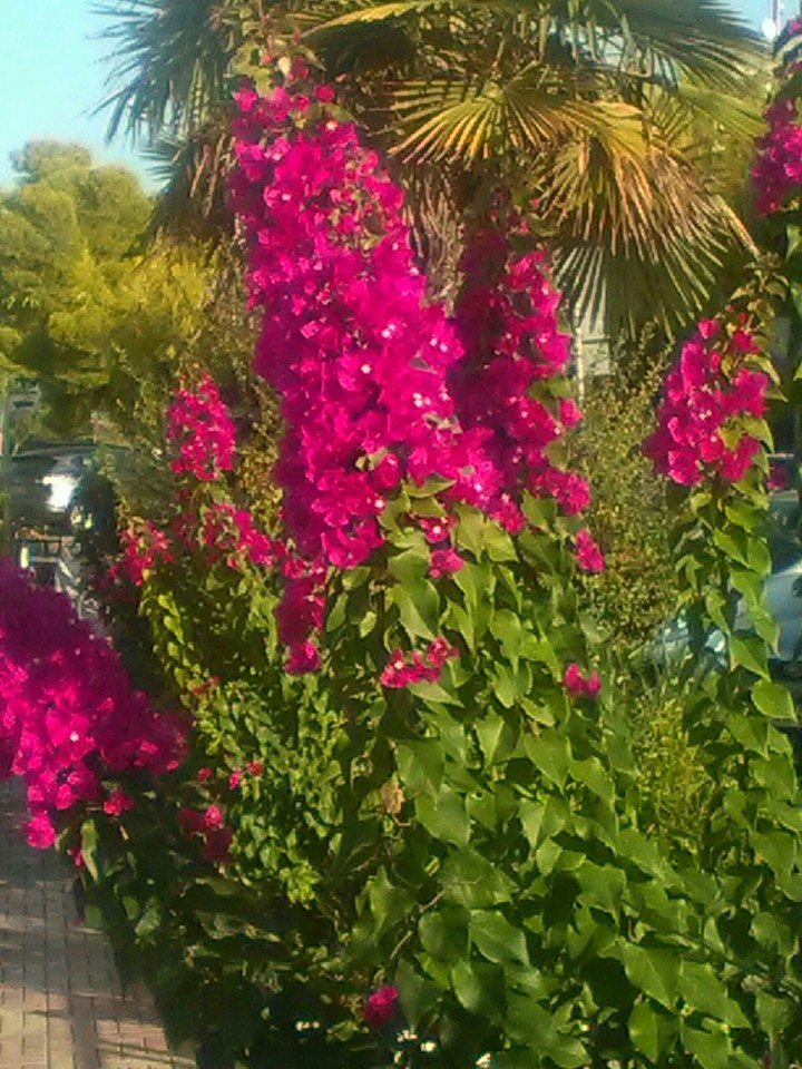 full bugainvilla blossom