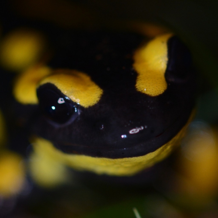 hello salamandre