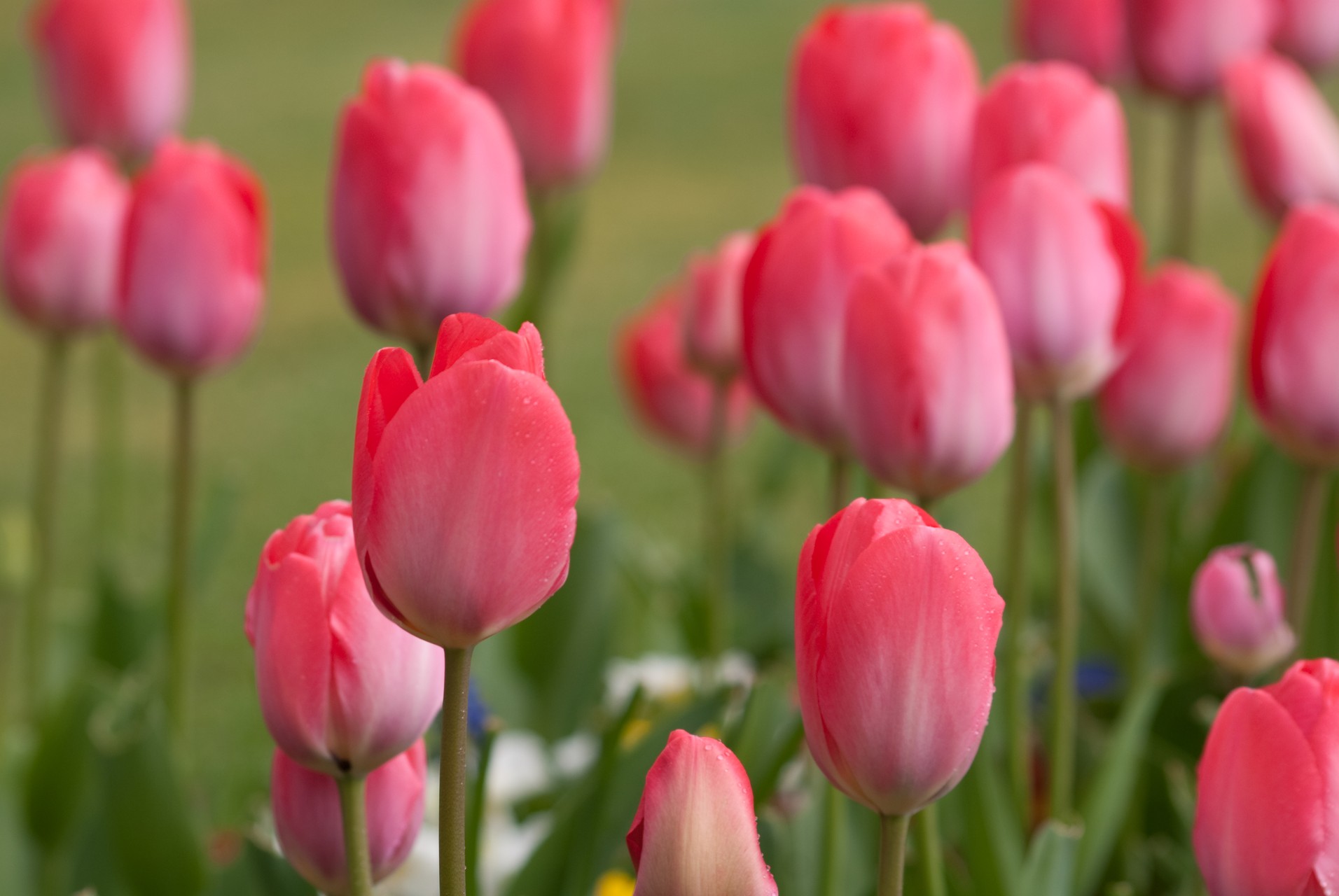 Depth of Field