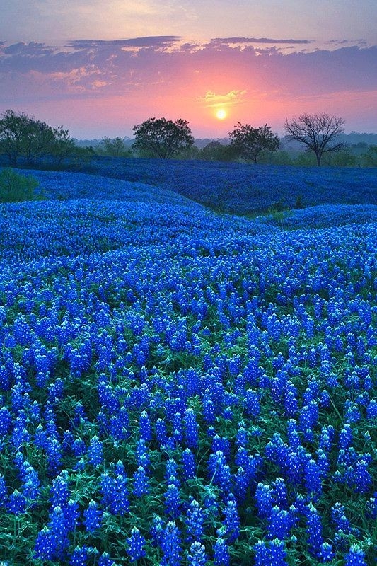Bluebonnets
