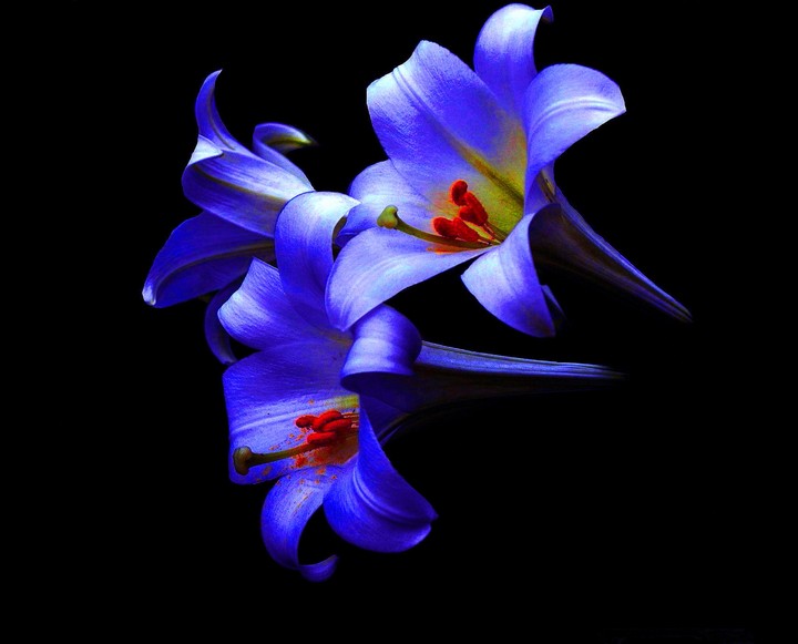 flowers