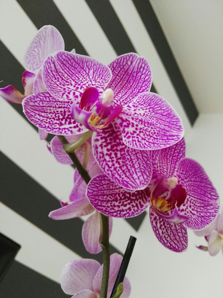 Orchids