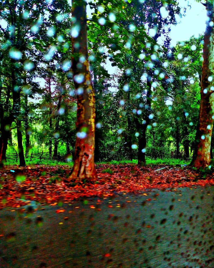 georgia country