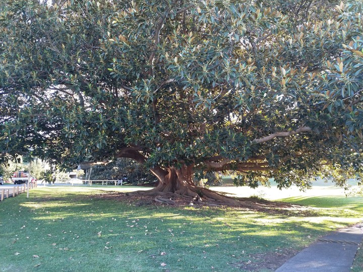 Tree in Chatswood, Sydney