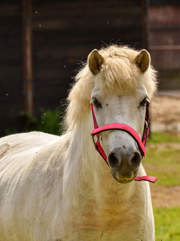 Konie 01