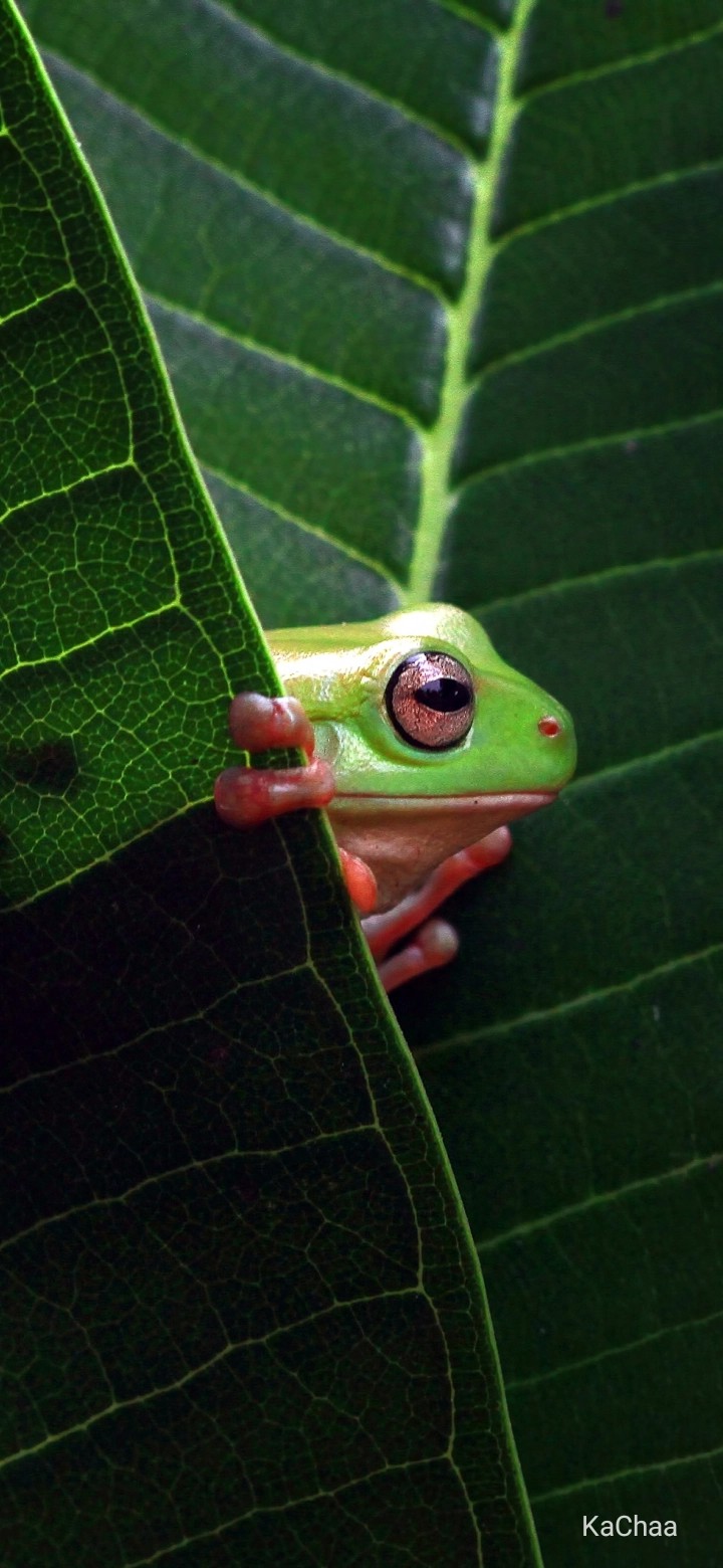frog