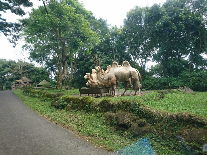 camel