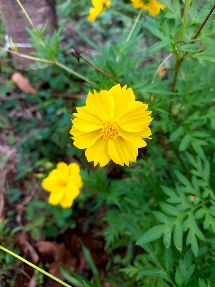 Yellow & Green