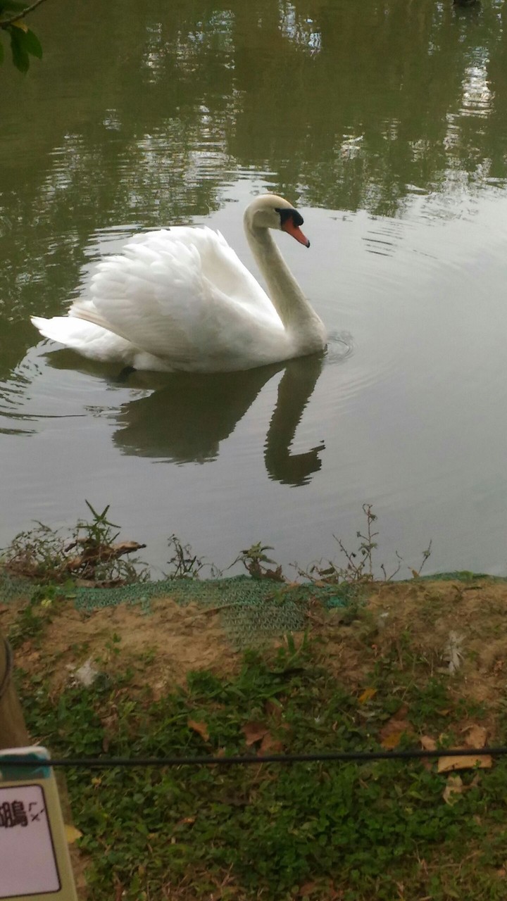 swan