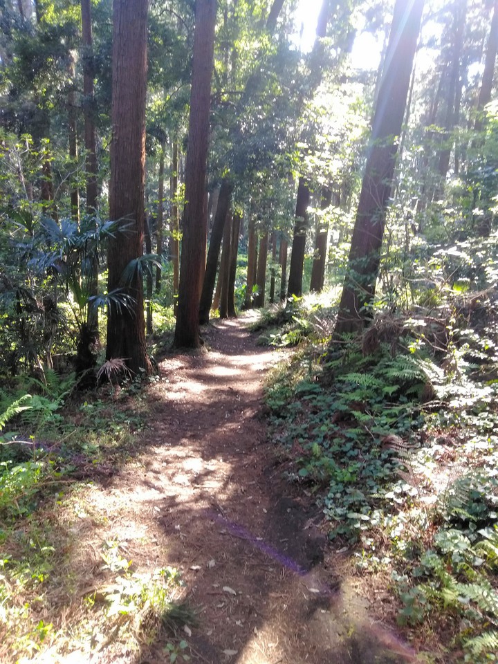 forest
