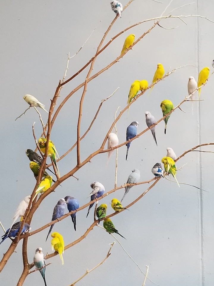 Parakeets