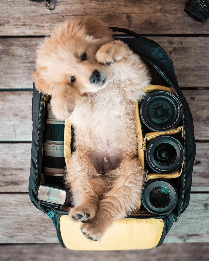 puppy
