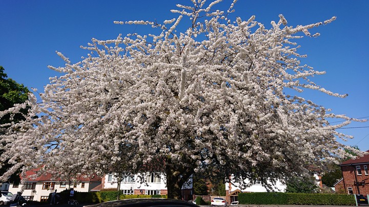 cheshire springtime