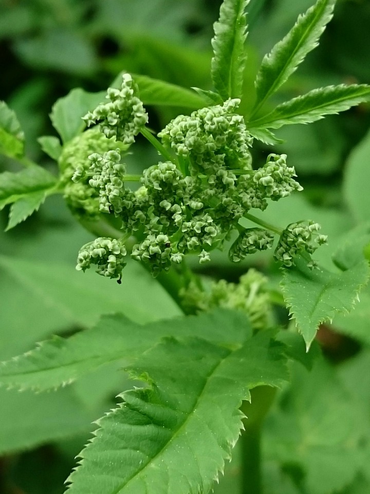 Giersch,  aufbrechende Blüte