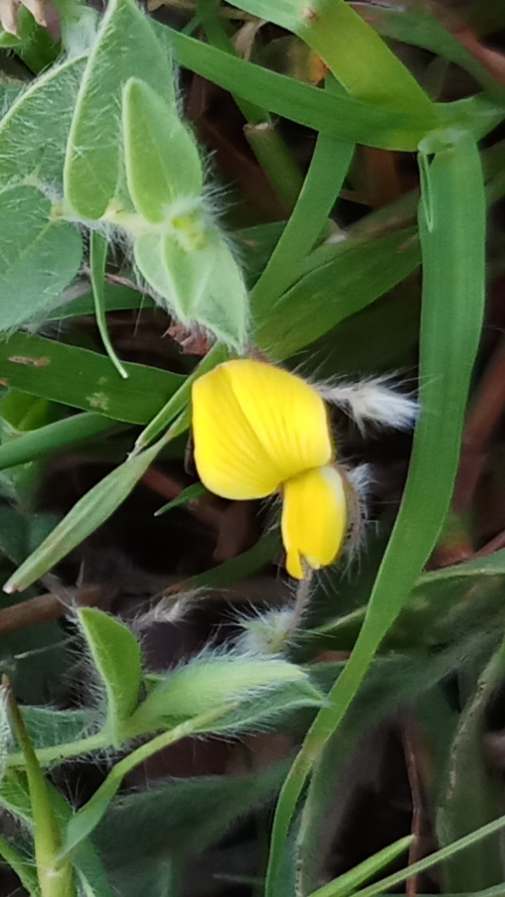 tiny flower