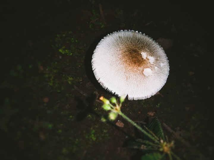mushroom