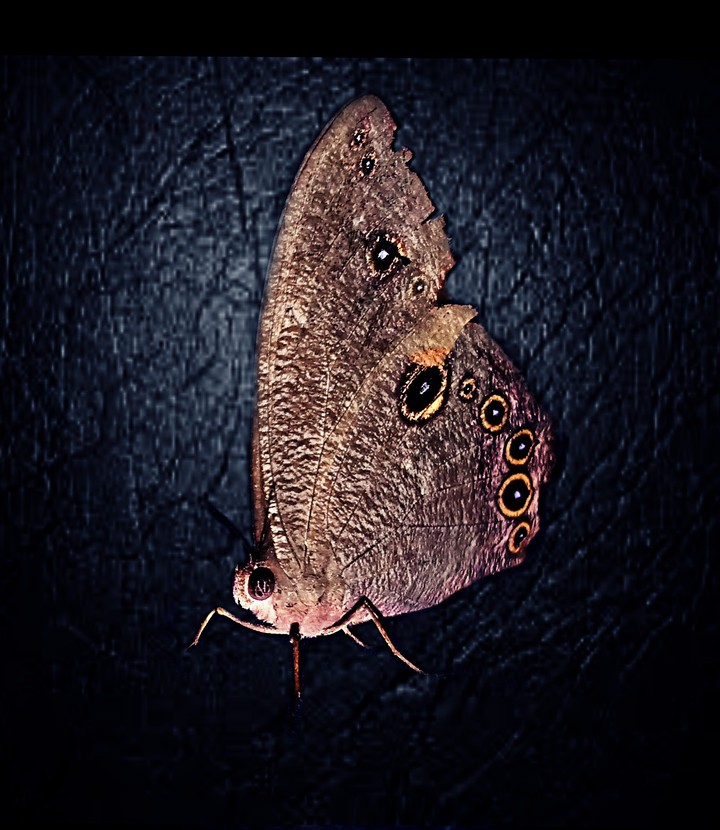 butterfly