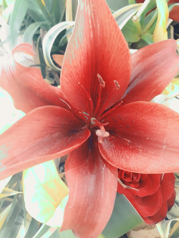 flower