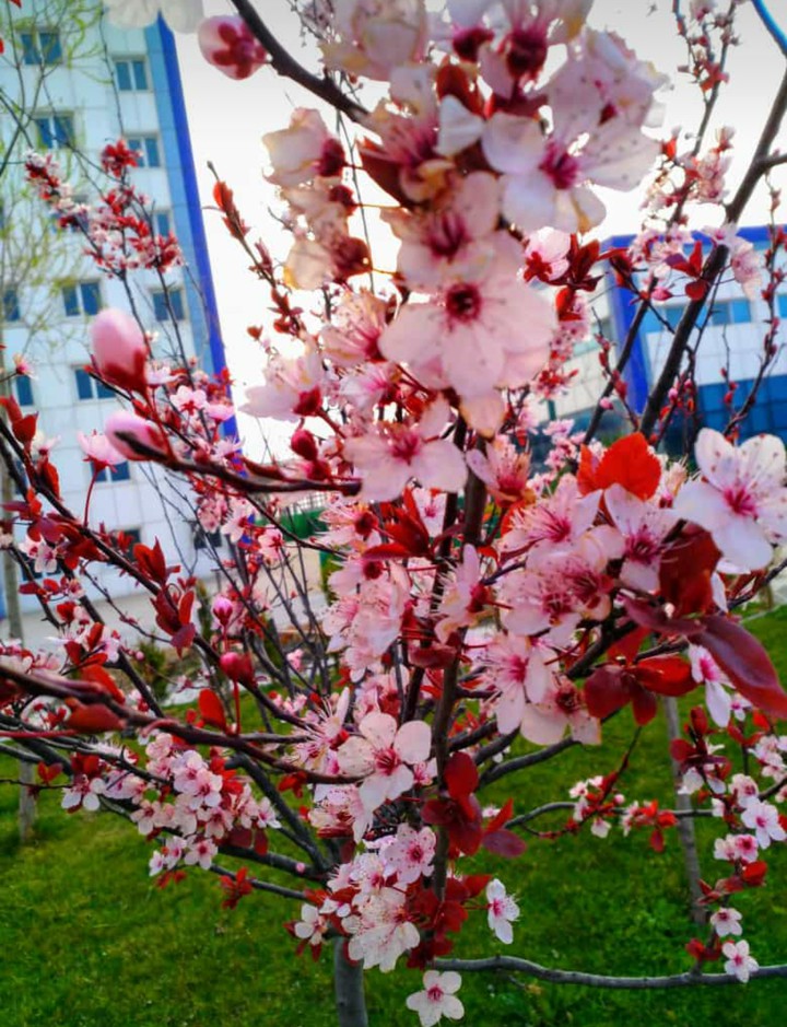 peach blossom in my garden