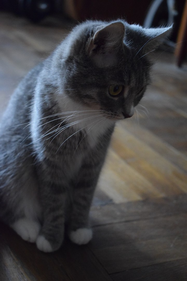 cat