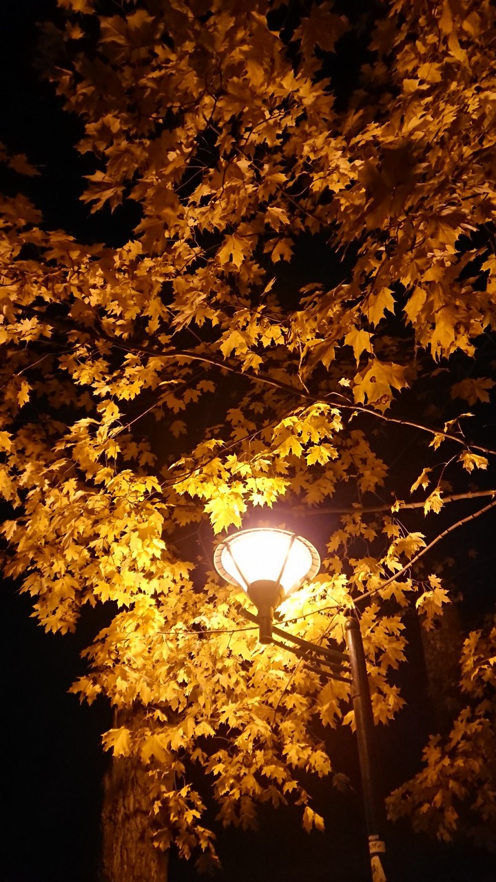 Autumn