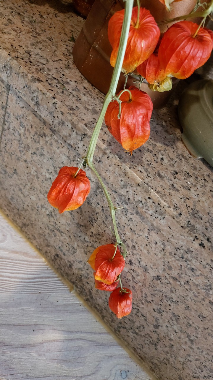 꽈리의 이야기