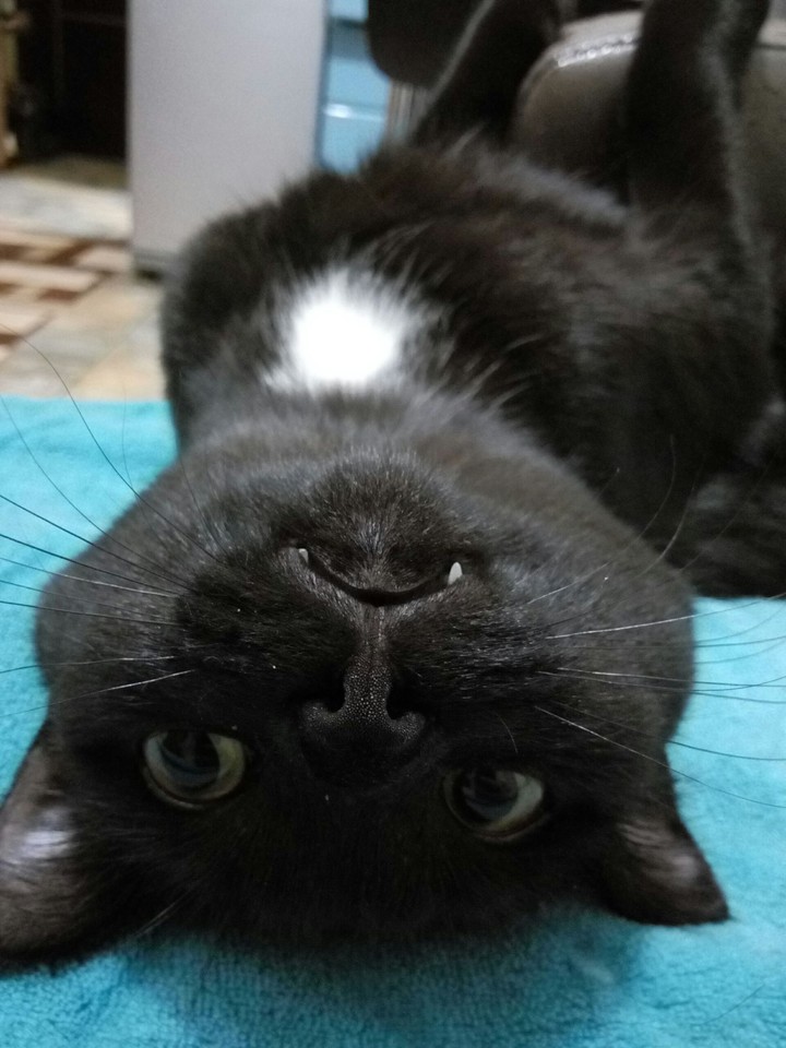 lucy